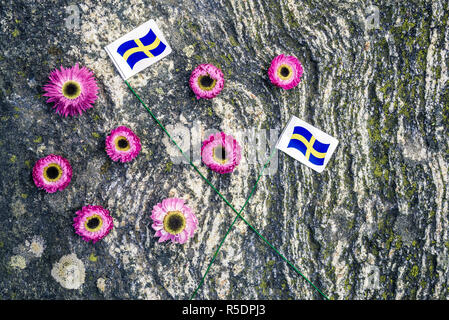 Bandiere svedese e rosa strawflowers sulla roccia di muschio sfondo. Estate scandinava. Foto Stock