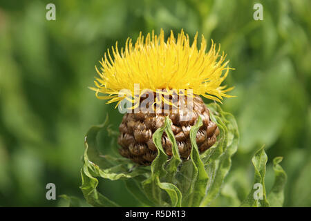 A testa larga o fiordaliso fiordaliso gigante centaurea macrocephala Foto Stock