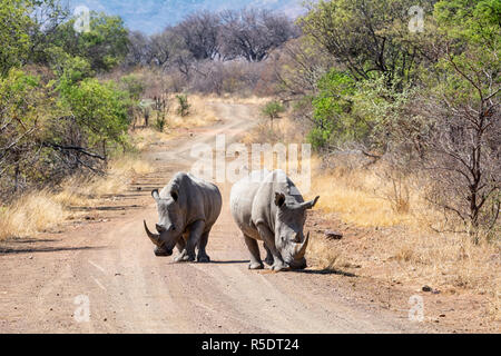 Una coppia di rinoceronte bianco nel sud della savana africana Foto Stock