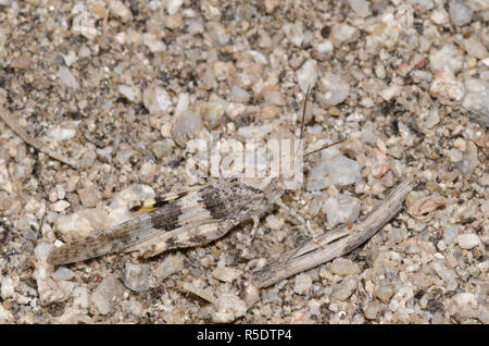 Pallida-winged Grasshopper, Trimerotropis pallidipennis Foto Stock