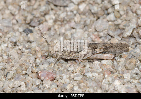 Pallida-winged Grasshopper, Trimerotropis pallidipennis, femmina Foto Stock