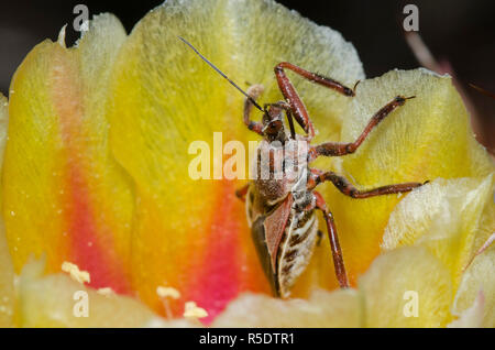 Assassin Bug, Apiomerus spissipes, il ficodindia, Opuntia phaeacantha, blossom Foto Stock