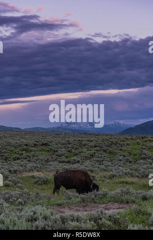 Viola cieli di pascolo in Buffalo Lamar Valley Foto Stock