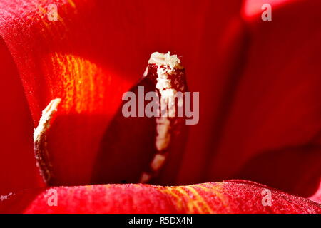 Fiori di colore rosso con gocce di pioggia acquisite utilizzando la fotografia macro a chiudere la distanza per la massima chiarezza e nitidezza e per creare una molto interessante Foto Stock