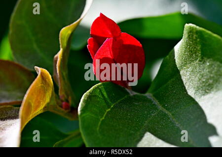 Fiori di colore rosso con gocce di pioggia acquisite utilizzando la fotografia macro a chiudere la distanza per la massima chiarezza e nitidezza e per creare una molto interessante Foto Stock