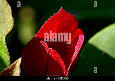 Fiori di colore rosso con gocce di pioggia acquisite utilizzando la fotografia macro a chiudere la distanza per la massima chiarezza e nitidezza e per creare una molto interessante Foto Stock
