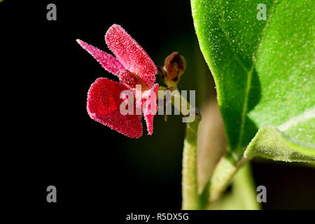 Fiori di colore rosso con gocce di pioggia acquisite utilizzando la fotografia macro a chiudere la distanza per la massima chiarezza e nitidezza e per creare una molto interessante Foto Stock