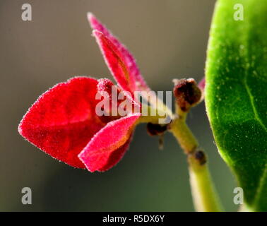 Fiori di colore rosso con gocce di pioggia acquisite utilizzando la fotografia macro a chiudere la distanza per la massima chiarezza e nitidezza e per creare una molto interessante Foto Stock