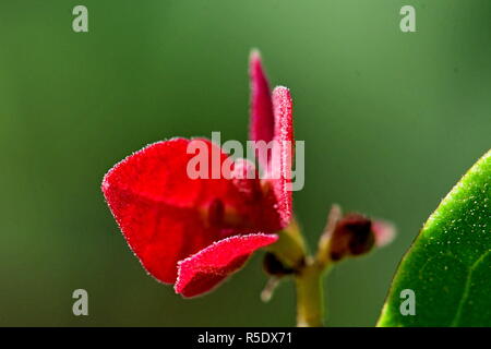 Fiori di colore rosso con gocce di pioggia acquisite utilizzando la fotografia macro a chiudere la distanza per la massima chiarezza e nitidezza e per creare una molto interessante Foto Stock