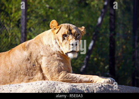 Leonessa sul big stone Foto Stock