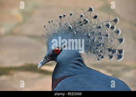 Close up ritratto laterale di Victoria incoronato pigeon Foto Stock