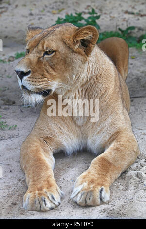 Close up side ritratto di donna leonessa africana Foto Stock