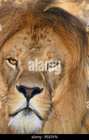 Close up ritratto maschile di leone africano Foto Stock