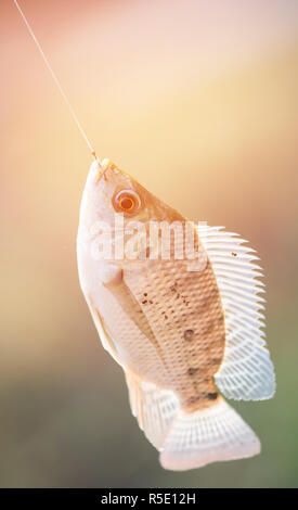 Nilo di pesci di Tilapia appesa al gancio Foto Stock