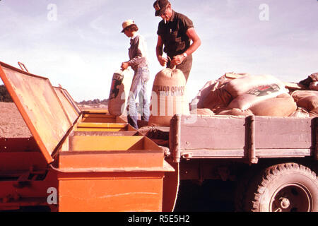 1974 - Dolce trifoglio ed erba mazzolina seme sono versata in una seminatrice Bulldozer-Pulled quale sarà la diffusione è 450 libbre per acro la terra è reseeded dopo nastri mineraria da società di carbone nel sud-est in Ohio. Foto Stock