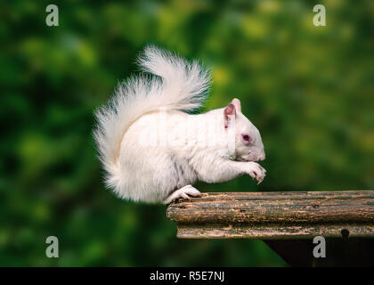 Una rara wild bianco scoiattolo albino seduto su una piattaforma di legno di mangiare con la sua coda soffice avvolto a ricciolo sopra la sua testa. Foto Stock