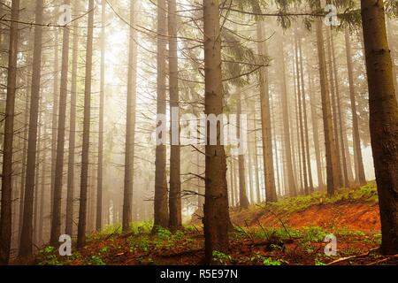 Bosco di abete rosso in montagna con nebbia illuminata Foto Stock