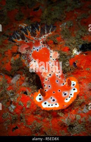 Arancione color ruggine Nudibranch sul relitto Foto Stock