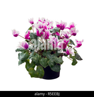Ciclamino fiori isolati su sfondo bianco Foto Stock