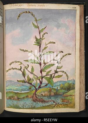 Persicaria seconda. Persicaria è un genere di piante in fiore nella famiglia knotweed, poligonacee. . Disegni colorati di piante, copiato dalla natura negli Stati Romani, da Gerardo Cybo. Vol. I. Pietro Andrea Mattioli, medico, di Siena: estratti dalla sua edizione di Dioscoride' 'de re Medica':. L'Italia, c. 1564-1584. Fonte: Aggiungi. 22332 f.152. Lingua: Italiano. Autore: Cybo, Gheraldo. Foto Stock