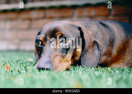 Un nero e marrone capelli lisci in miniatura cane daschund giace su erba in Sheffield, Inghilterra, Regno Unito. Foto Stock