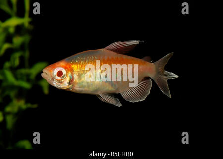 Ritratto di pesci di acquario - Congo tetra (Phenacogrammus interruptus) isolato su sfondo nero Foto Stock