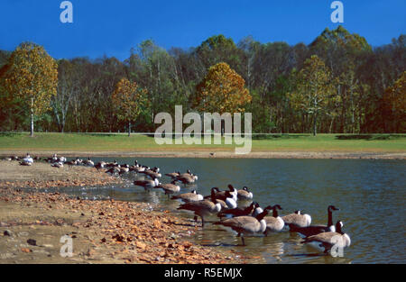 Oche del Canada,Indian Mountain State Park,Tennessee Foto Stock