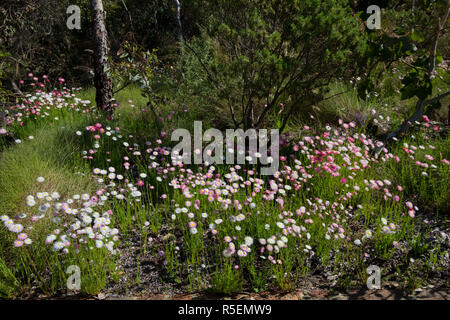 Bella nativi fiori selvaggi e piante locali presso il giardino botanico in Perth. In primavera la fioritura. Foto Stock