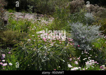 Bella nativi fiori selvaggi e piante locali presso il giardino botanico in Perth. In primavera la fioritura. Foto Stock