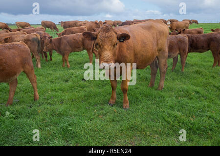 Bella mucche marrone sotto la pioggia in una fattoria vicino a Esperance in Western Australia. Foto Stock