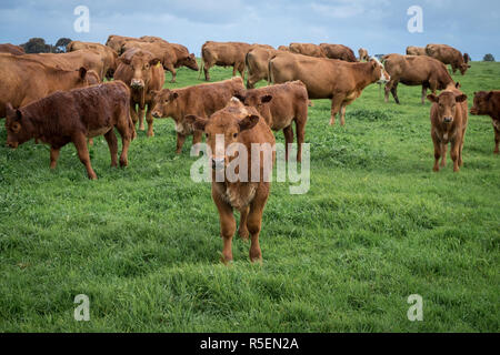 Bella mucche marrone sotto la pioggia in una fattoria vicino a Esperance in Western Australia. Foto Stock