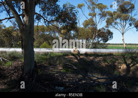 Una sezione di tubazione dell'acqua Goldfields schema di alimentazione. Il tubo corre per la maggior parte al di sopra del suolo e forniture Kalgoorlie con acqua. Foto Stock