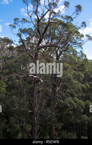 L'impressionante tingle alberi a valle dei giganti Tree Top Park in Tingledale, Western Australia. Foto Stock