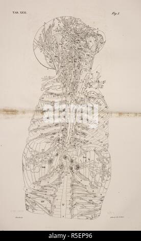 Disegno anatomico. Testa. Spalle. Torace. La colonna vertebrale. Sistema muscolare. Scheletro. Nervature. Planches anatomiques du corps humain executeÌes dâ€™apreÌ€s les naturelles dimensioni. Parigi Francia 1826. Stampa anatomica del corpo umano con dimensioni naturali. Testa. Spalle. Torace. La colonna vertebrale. Sistema muscolare. Scheletro. Nervature. ANTOMMARCHI, C. Francesco. Planches anatomiques du corps humain executeÌes dâ€™apreÌ€s les dimensioni naturelles, accompagneÌes dâ€™ONU texte explicatif ... PublieÌEs par le cte de Lasteyrie. (Spiegazione des planches anatomiques, ecc.). Fonte: 1899.h.24 Tab.3 Foto Stock