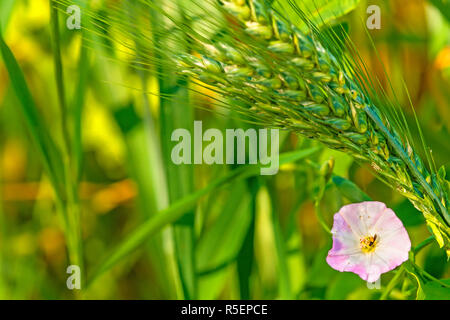 Venti di campo,convulvus arvense con orzo Foto Stock