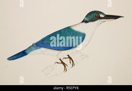 White-Collared Kingfisher. c.1824. White-Collared Kingfisher ('Halcyon Chloris'). Da un album di 51 disegni di uccelli e mammiferi effettuate a Bencoolen, Sumatra, per Sir Stamford Raffles. Acquerello. Originariamente pubblicato/prodotto in c.1824. . Fonte: NHD 47/11,. Autore: Briois, J. Foto Stock