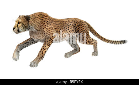 3D Rendering Cheetah su bianco Foto Stock