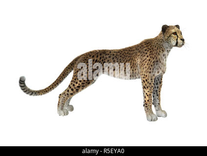 3D Rendering Cheetah su bianco Foto Stock