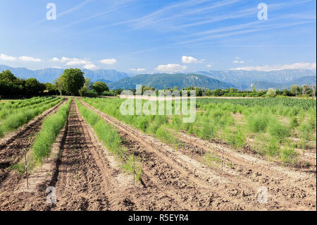 Vista panoramica dei campi di asparagi. Foto Stock