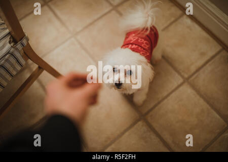 Natale cane trattare Foto Stock