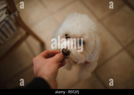 Alimentazione di un cane trattare Foto Stock