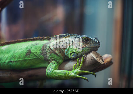 Closeup ritratto di iguana Foto Stock