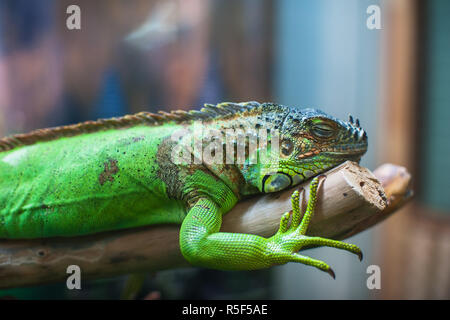 Closeup ritratto di iguana Foto Stock