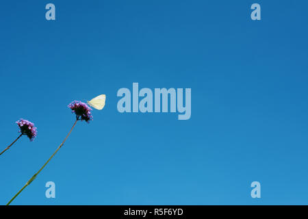 Il cavolo bianco a farfalla per bere il nettare dai fiori di verbena Foto Stock