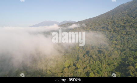 Vista aerea della foresta tropicale coperto di nuvole con vegetazione lussureggiante e montagne, isola di Giava. paesaggio tropicale, foresta pluviale in zona montagnosa Indonesia. verde e lussureggiante vegetazione. Foto Stock