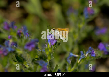 Dabbler aspira il nettare su un fiore Foto Stock