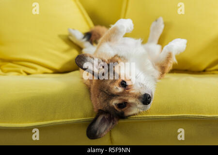 Adorabile cane corgi giacente sul retro sul divano giallo e guardando la fotocamera Foto Stock