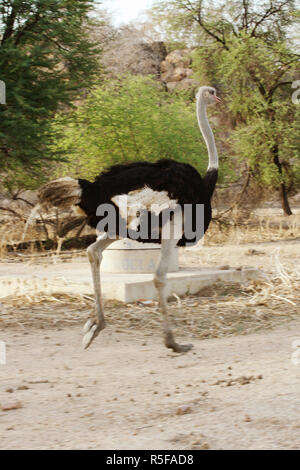 Struzzo maschio in esecuzione nella riserva africana Foto Stock