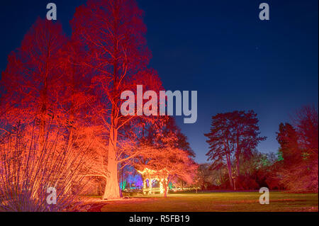 RHS Wisley, Surrey, Regno Unito. 30 Novembre, 2018. Spettacolare botanicamente-ispirato luminarie stagionali da Jigantics accendere ad RHS Wisley. Foto Stock