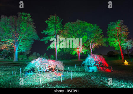 RHS Wisley, Surrey, Regno Unito. 30 Novembre, 2018. Spettacolare botanicamente-ispirato luminarie stagionali da Jigantics accendere ad RHS Wisley. Foto Stock